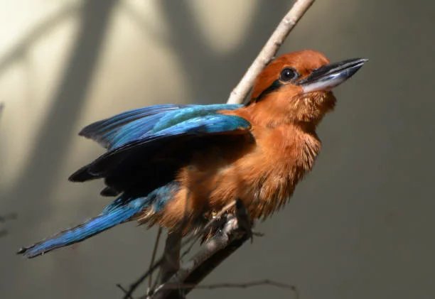 GUAM KINGFISHER
