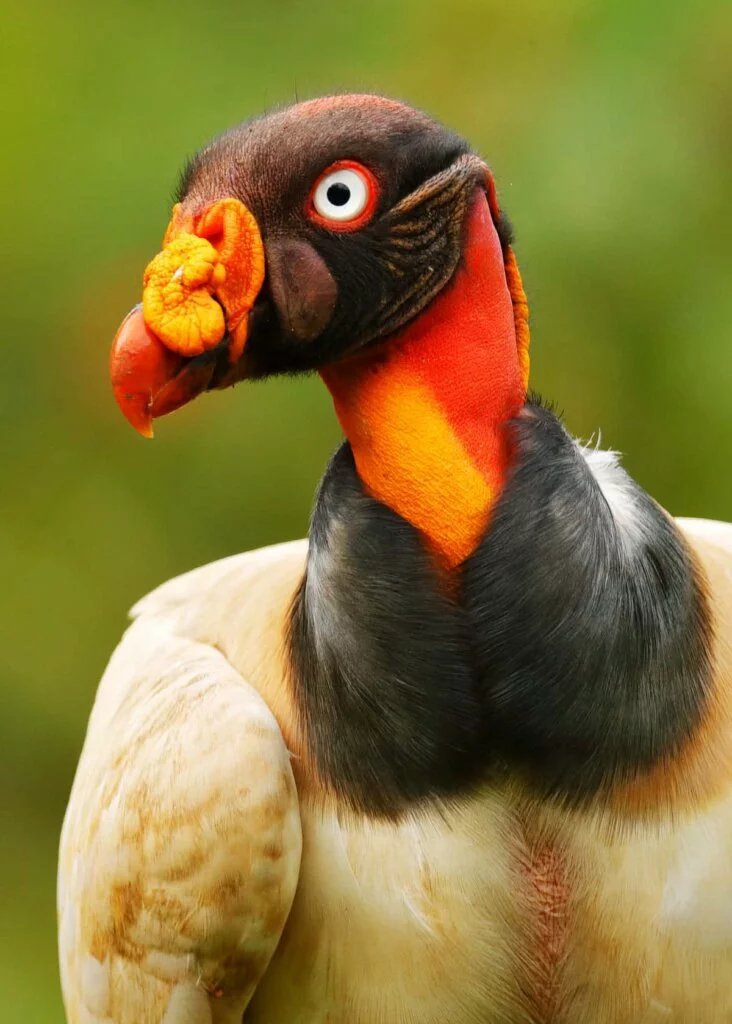 king vulture