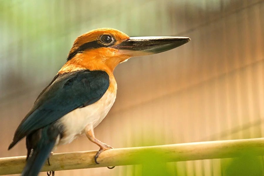 GUAM KINGFISHER