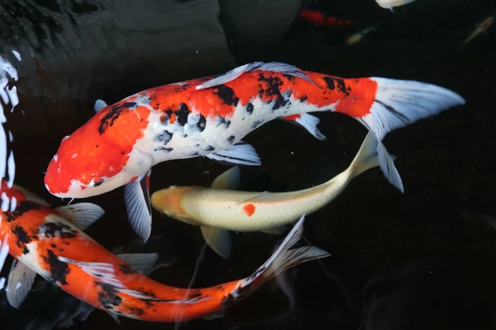 Japanese Koi Fish
