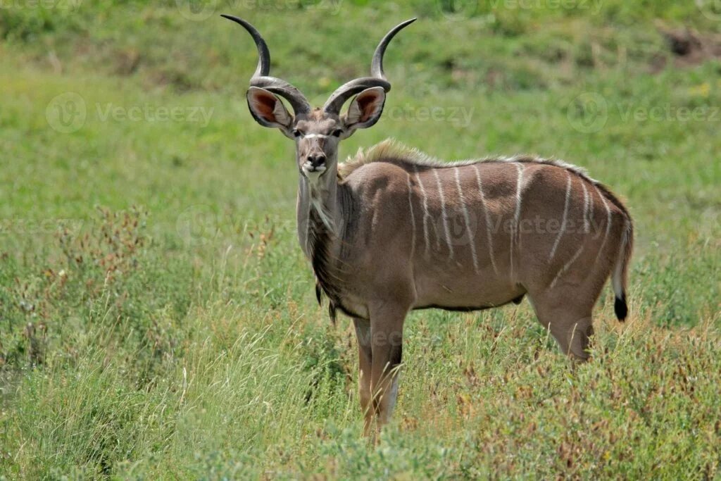 Lesser Kudu