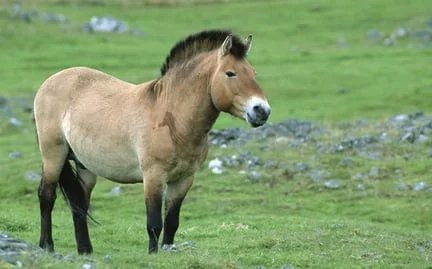 Przewalski's horse
