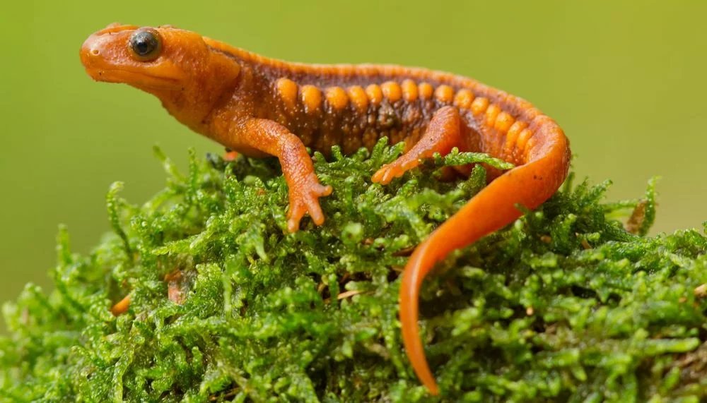Emperor Newts