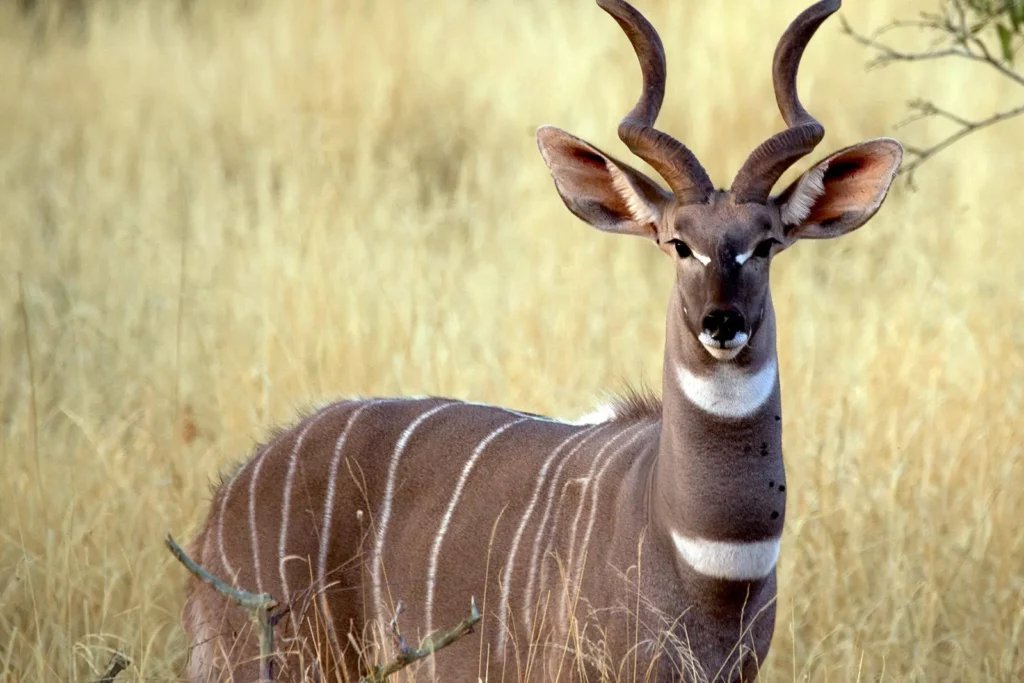 Lesser Kudu