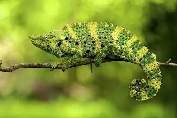 Meller's chameleon