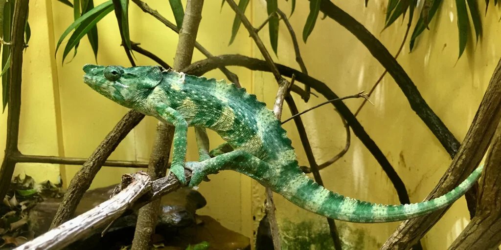Meller's chameleon