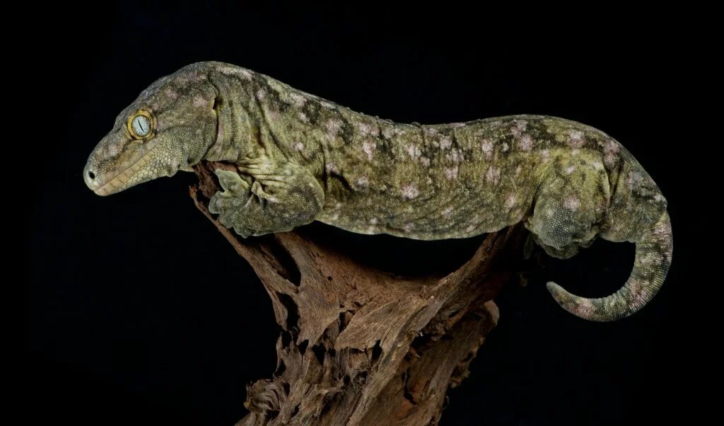 New Caledonian gecko