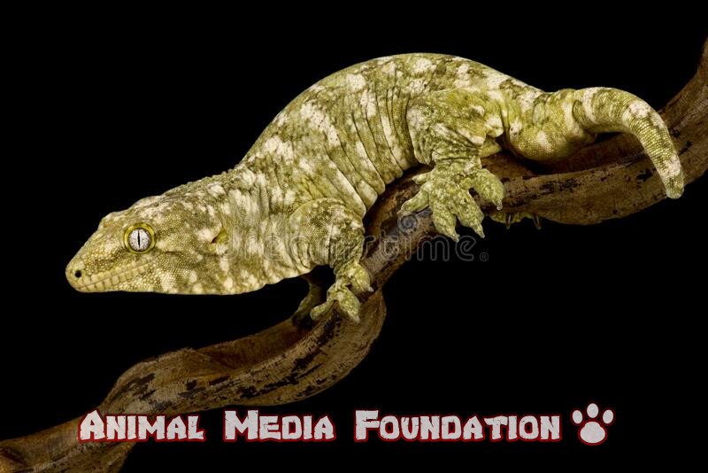 New Caledonian gecko