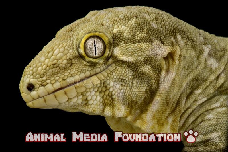 New Caledonian gecko