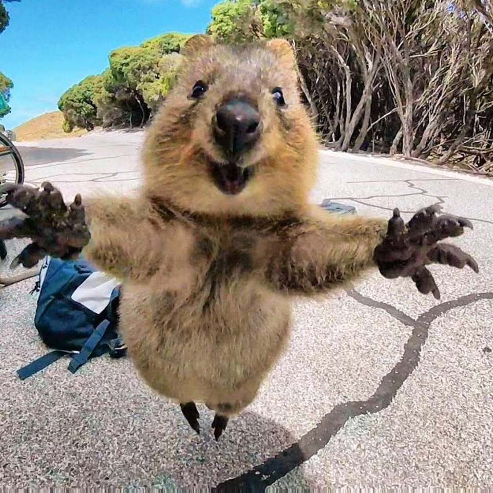 quokka
