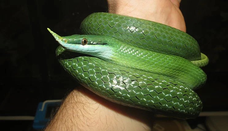 rhinoceros snake