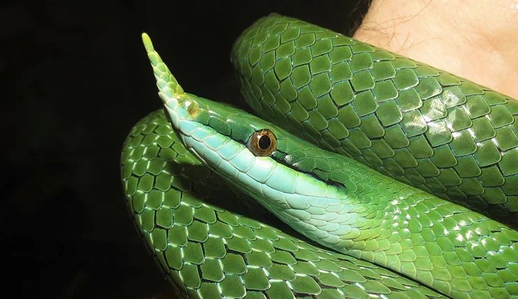 rhinoceros snake