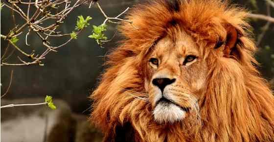 What are the 5 types of animals?