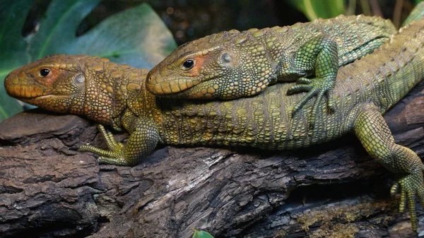 Caiman Lizards