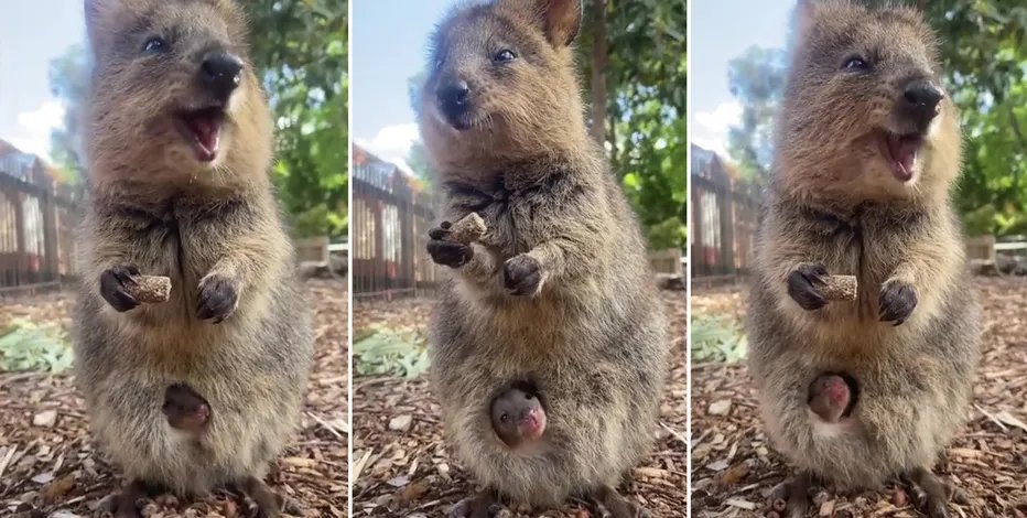 quokka