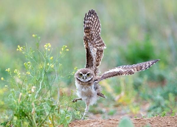 What is a BURROWING OWL