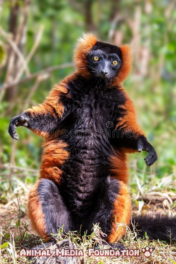 red ruffed lemur