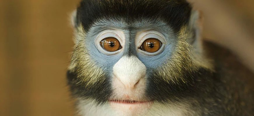 SCHMIDT'S RED-TAILED MONKEY