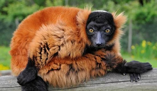 red ruffed lemur