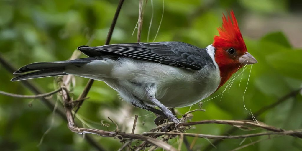 Are red-crested cardinals aggressive?