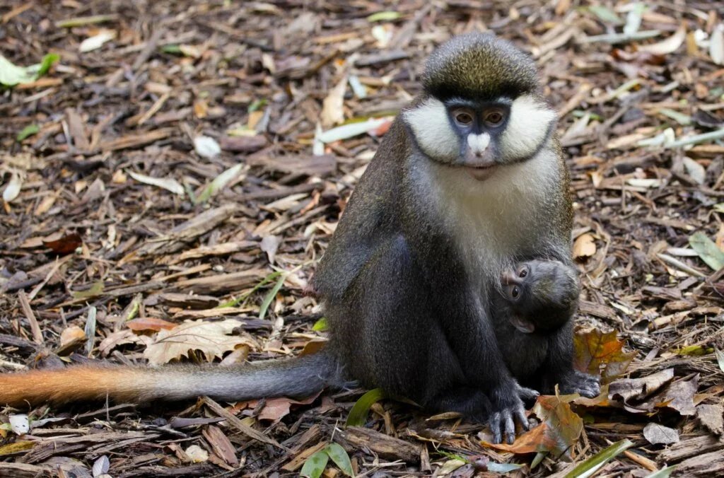 SCHMIDT'S RED-TAILED MONKEY