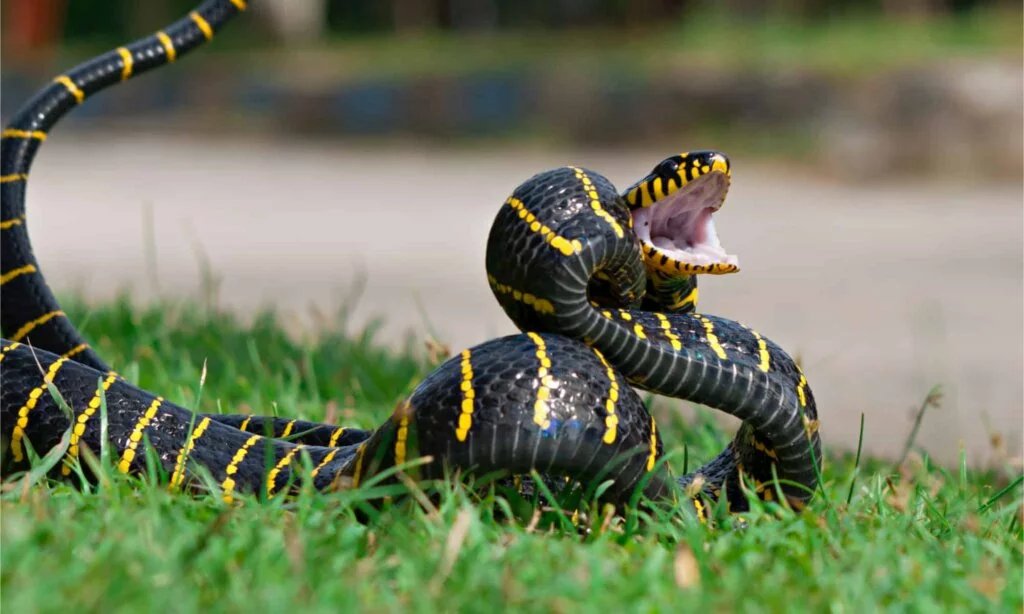 Mangrove snake