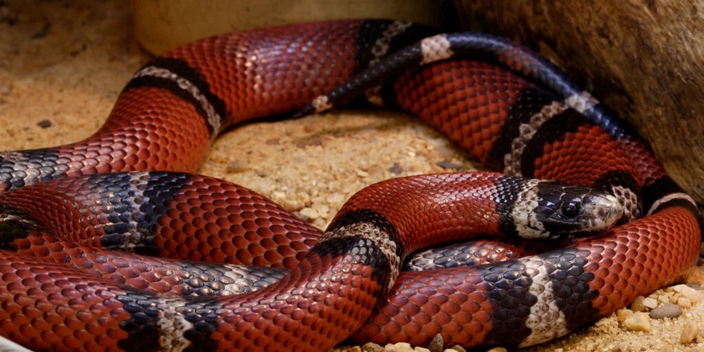 Sinaloan milk snake