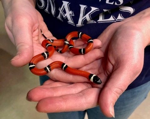 Sinaloan milk snake
