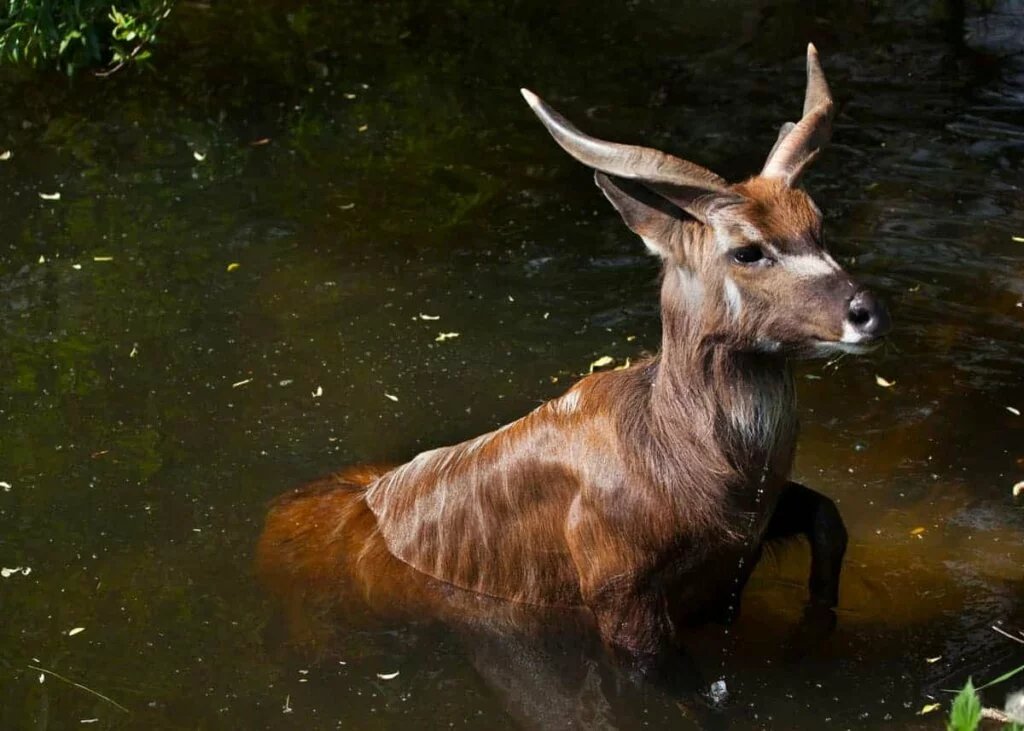 sitatunga