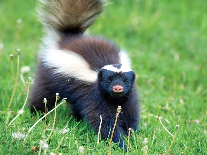 striped skunk