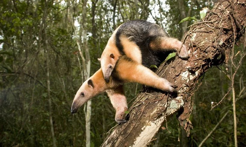 Southern tamandua