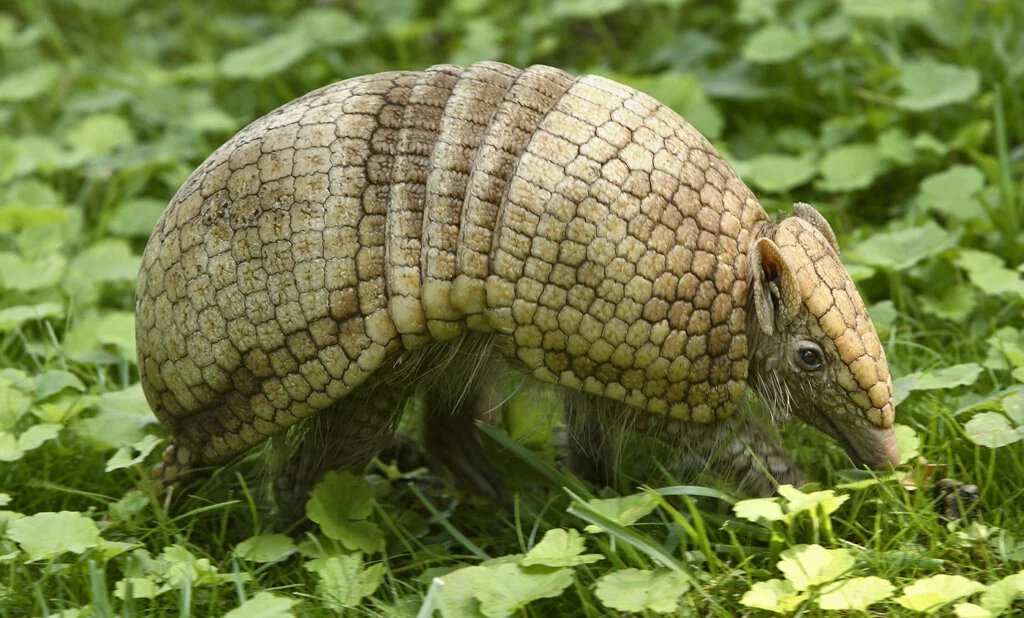 LA PLATA THREE-BANDED ARMADILLO