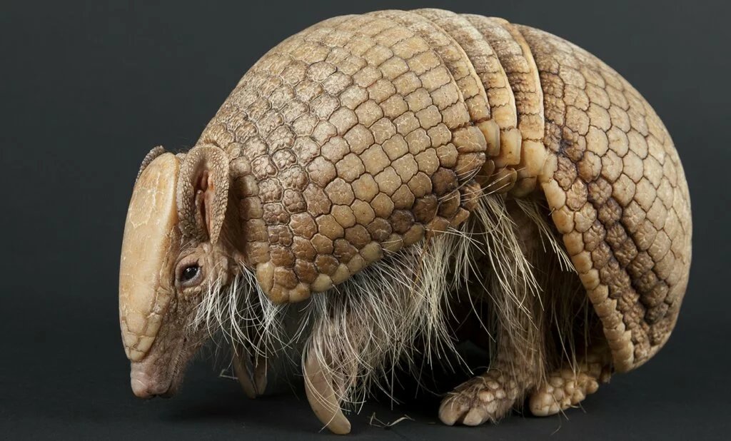 LA PLATA THREE-BANDED ARMADILLO