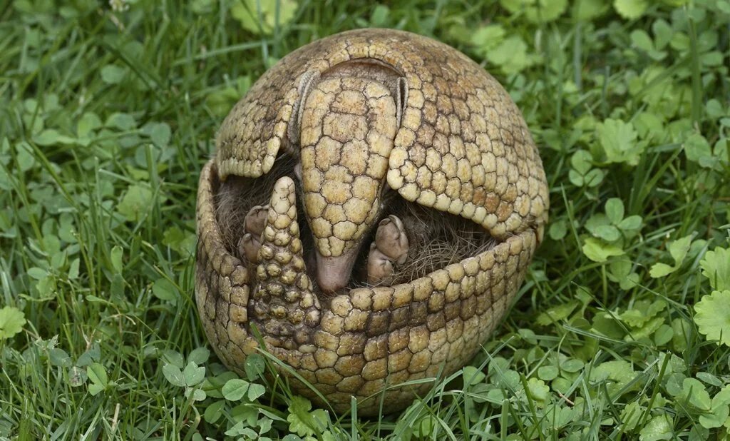 LA PLATA THREE-BANDED ARMADILLO