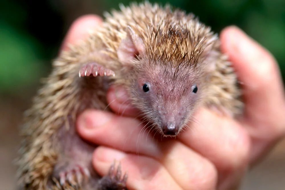 Greater Madagascar Hedgehog Tenrec