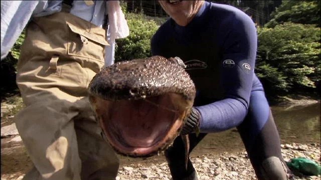 Japanese Giant Salamander