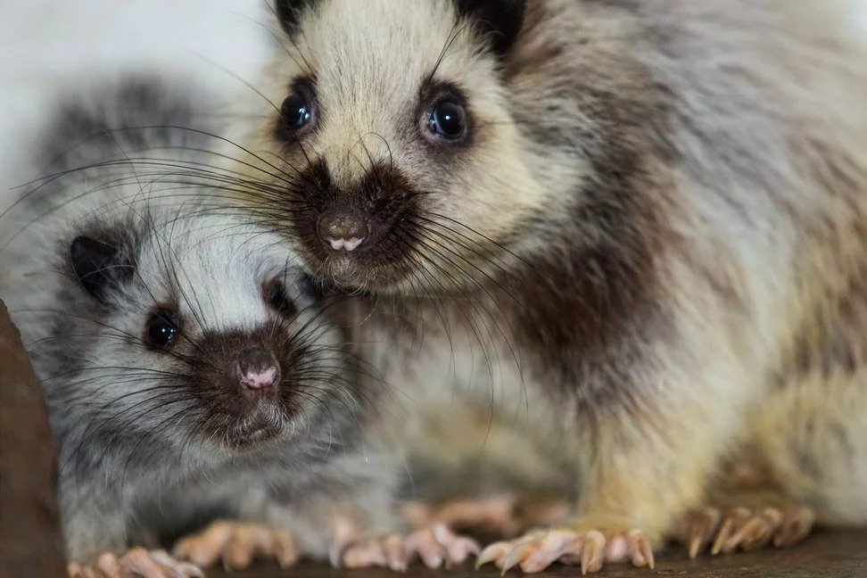 Northern Luzon giant cloud rat