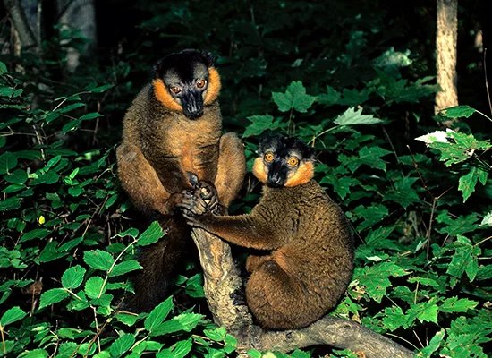 Collared Brown Lemur
