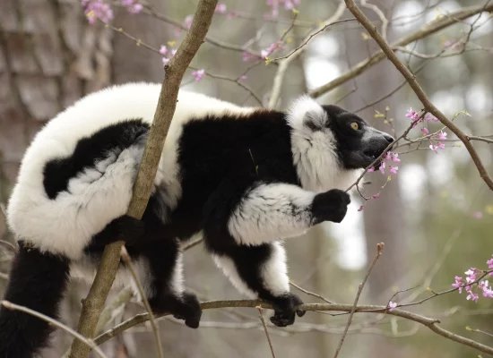 Black-and-White Ruffed Lemur