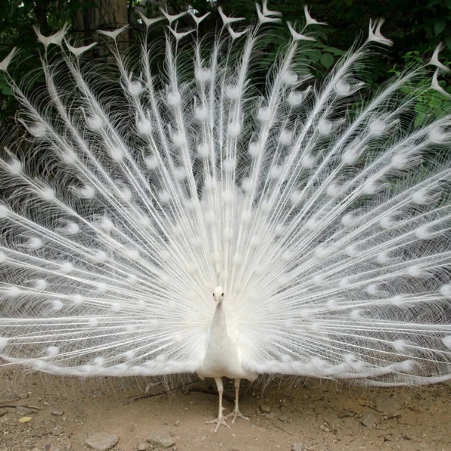 Own Peafowl