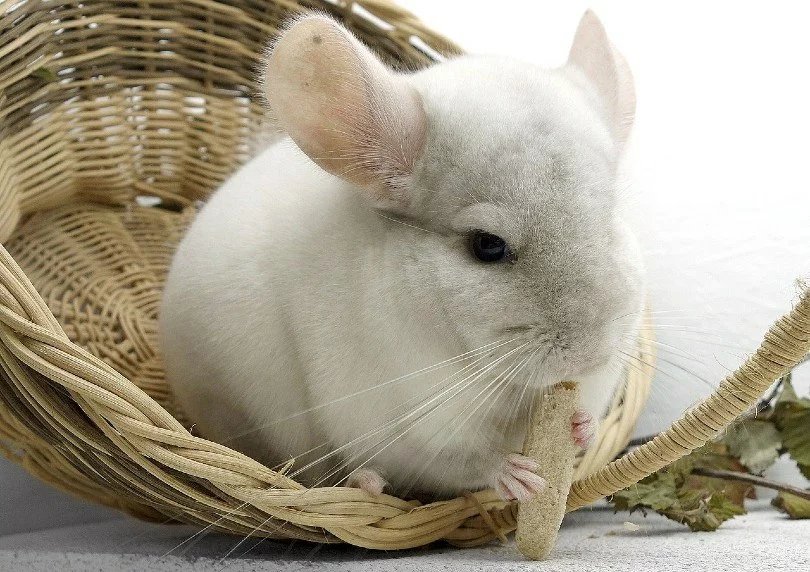 long-tailed chinchilla