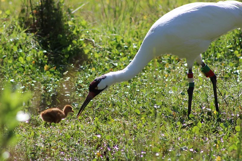 Fascinating Whooping Crane