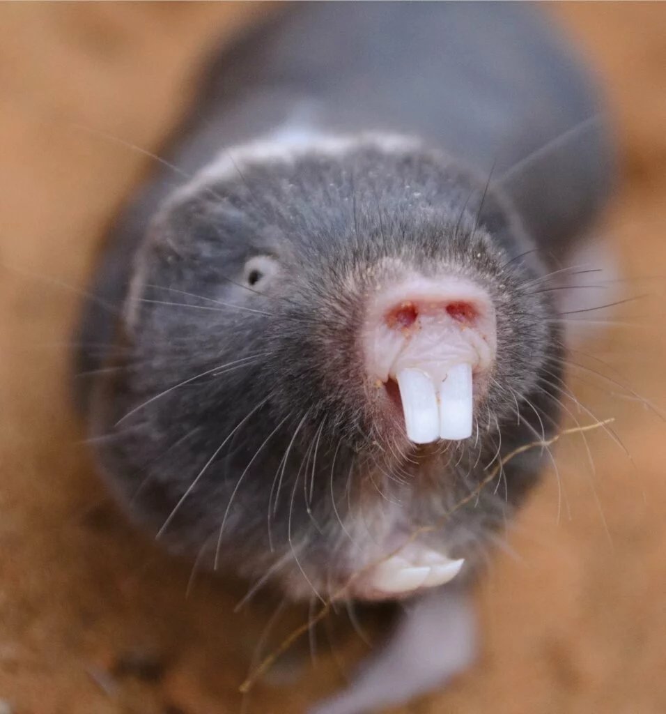 Damaraland Mole Rat