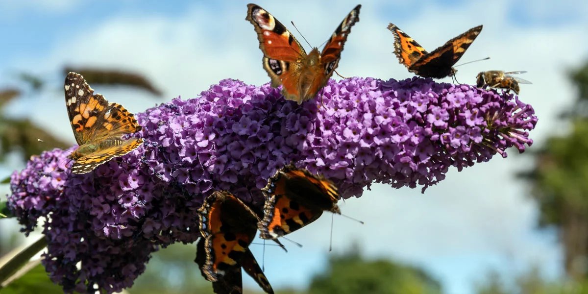 Wildlife plants are great ways to attract birds, butterflies, and insects
