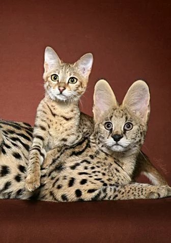 Savannah cat