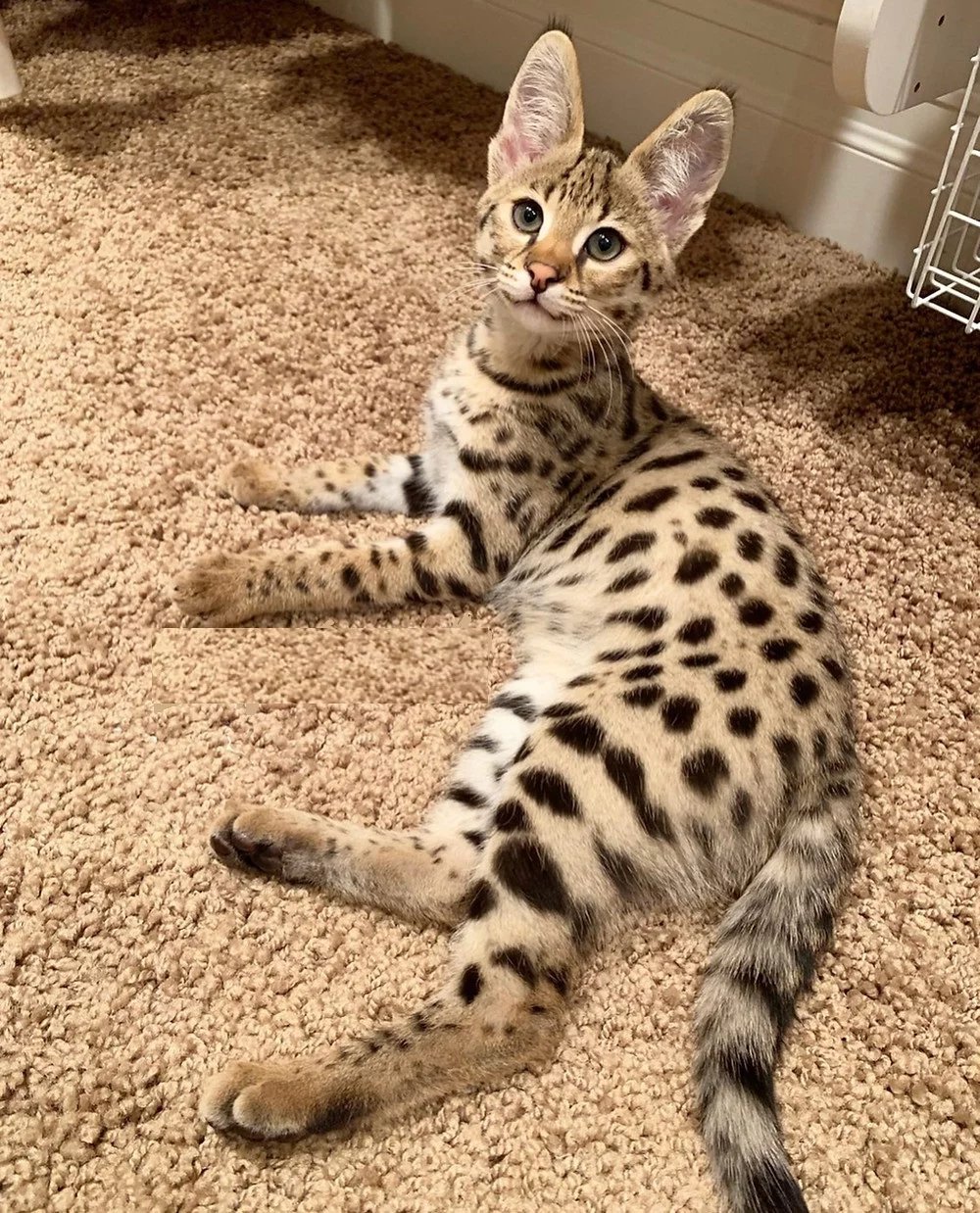 The Fascinating Savannah Cat!