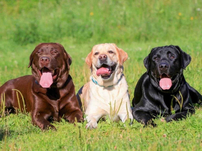 8 Interesting Facts About Labrador Retrievers You Probably Didn’t Know!