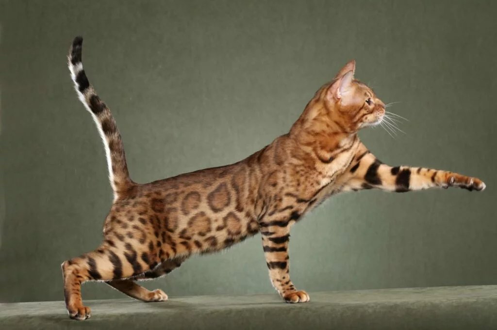 Do you like Toyger cats