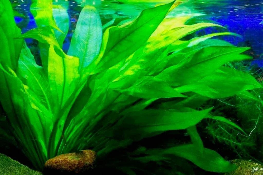 poisonous plants for pets