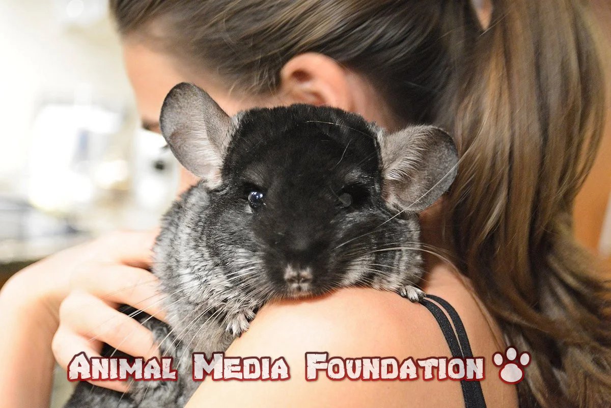 Is Chinchilla food poisonous to humans? 
